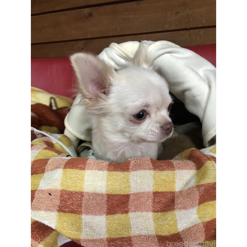 販売中の兵庫県のチワワ(ロングコート)-413797の6枚目