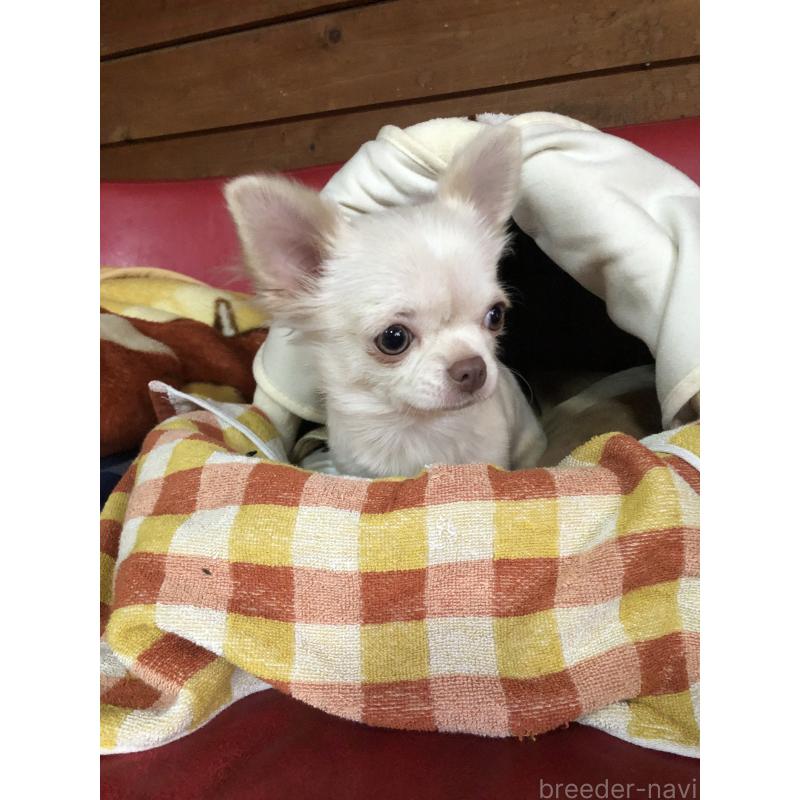 販売中の兵庫県のチワワ(ロングコート)-413797の5枚目