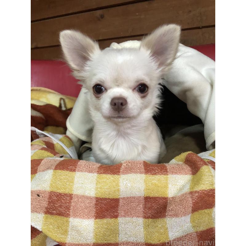 販売中の兵庫県のチワワ(ロングコート)-413797の3枚目