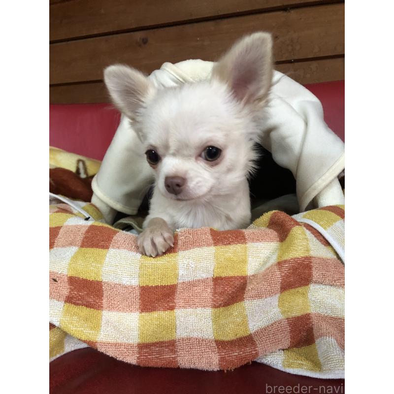 販売中の兵庫県のチワワ(ロングコート)-413797の2枚目