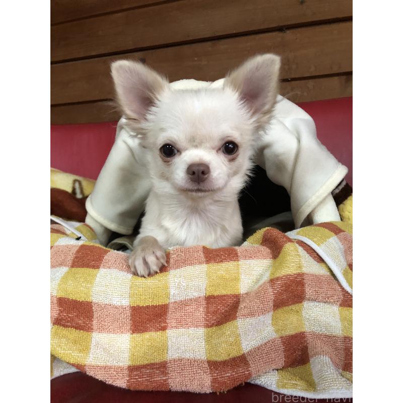 販売中の兵庫県のチワワ(ロングコート)-413797の1枚目