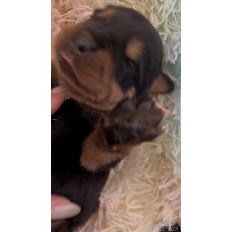 販売中の愛知県のロットワイラー-440470