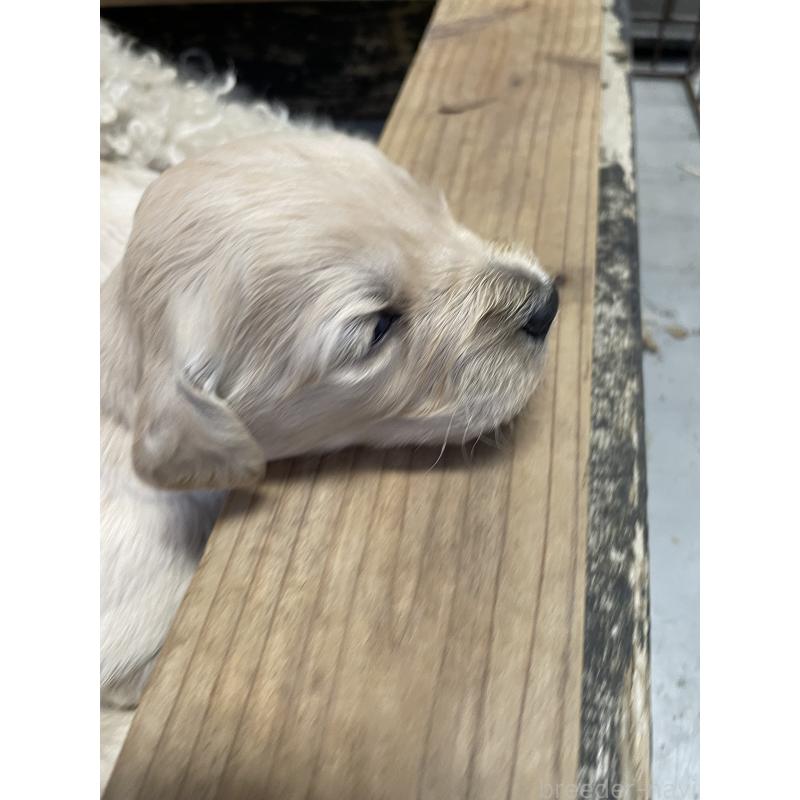 販売中の栃木県のゴールデンドゥードル:ゴールデンレトリーバー×プードル-439384の5枚目