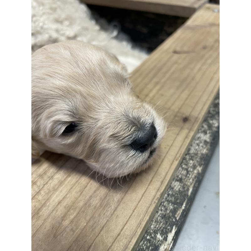 販売中の栃木県のゴールデンドゥードル:ゴールデンレトリーバー×プードル-439383の6枚目