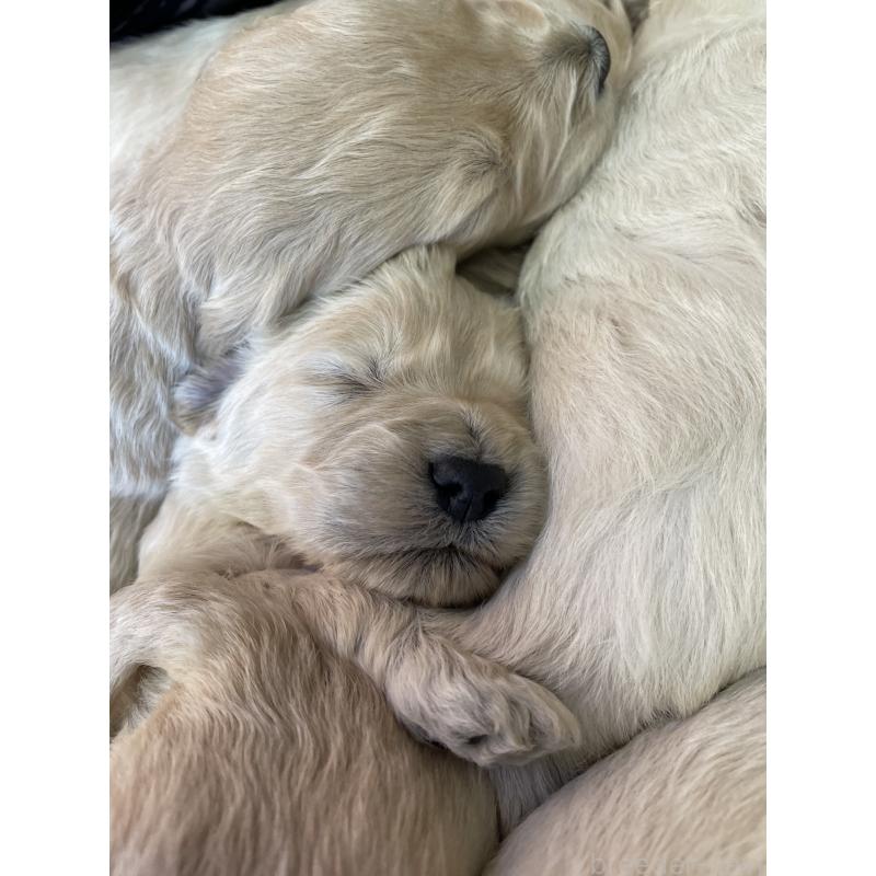 販売中の栃木県のゴールデンドゥードル:ゴールデンレトリーバー×プードル-439275の6枚目