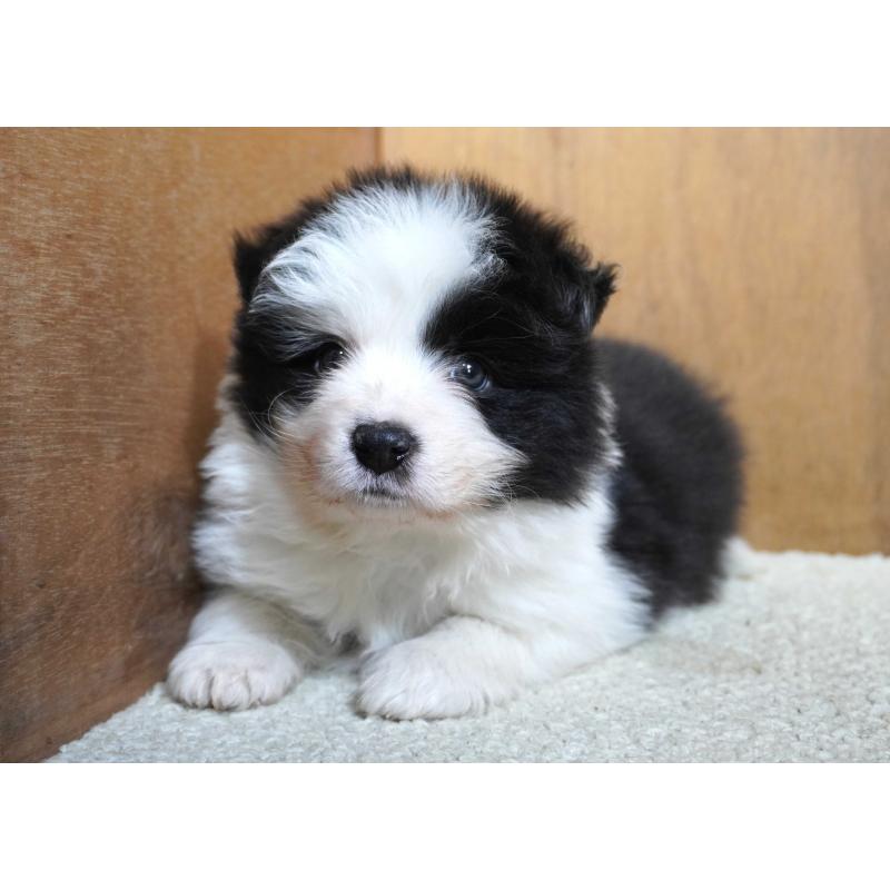 販売中の栃木県のボーダーコリー-442162の6枚目