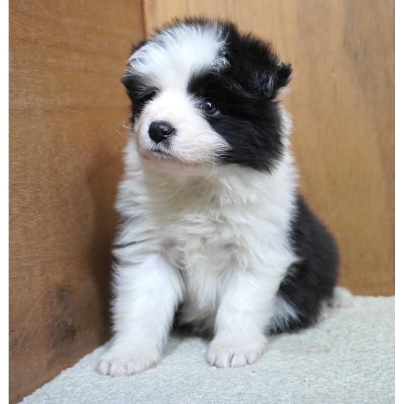 販売中の栃木県のボーダーコリー-442162の5枚目