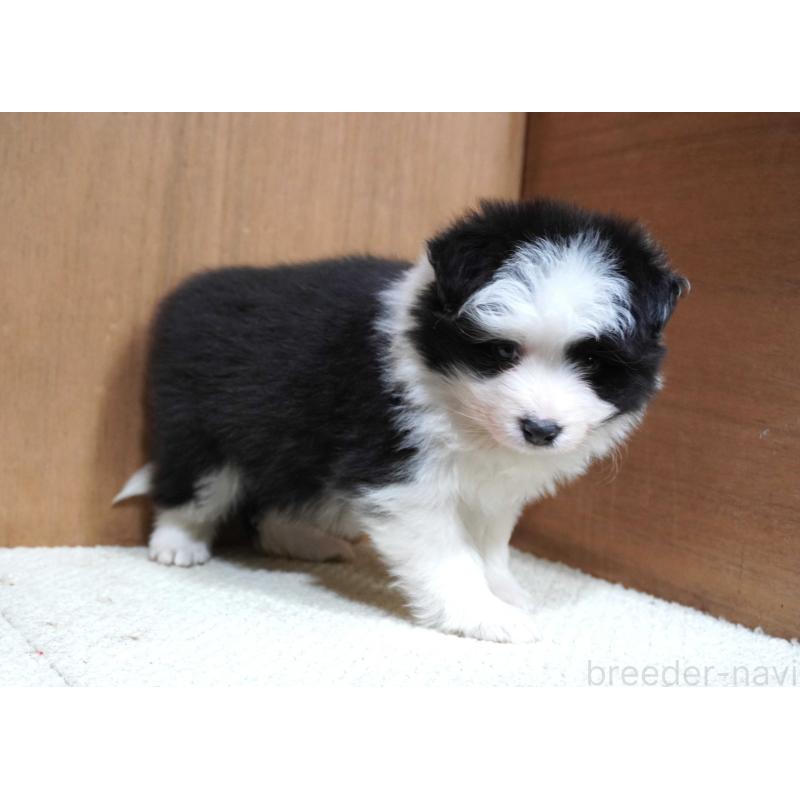 販売中の栃木県のボーダーコリー-442162の4枚目