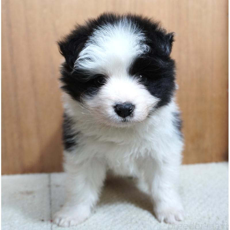 販売中の栃木県のボーダーコリー-442162の3枚目