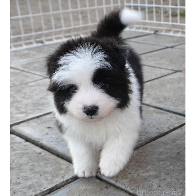 販売中の栃木県のボーダーコリー-442162の2枚目