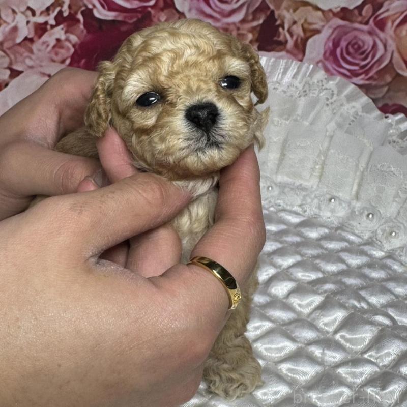 販売中の広島県のタイニープードル-442161の5枚目