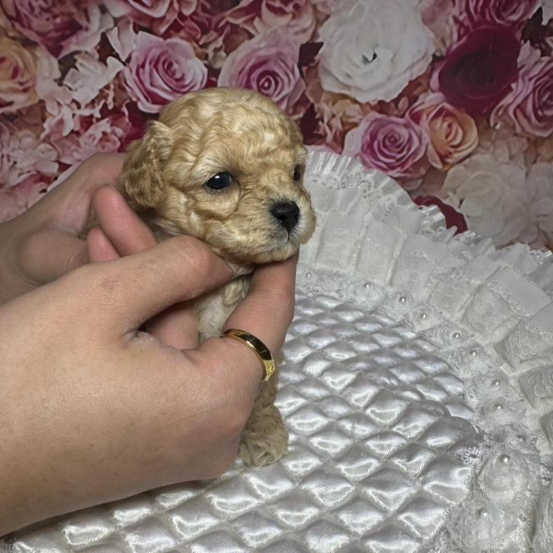販売中の広島県のタイニープードル-442161の4枚目