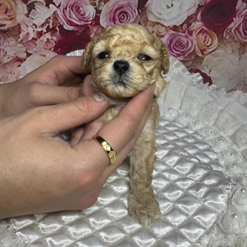 販売中の広島県のタイニープードル-442161の2枚目