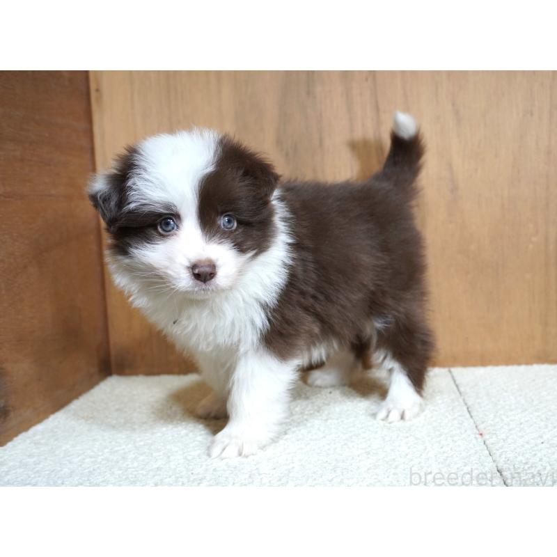 販売中の栃木県のボーダーコリー-442163の4枚目