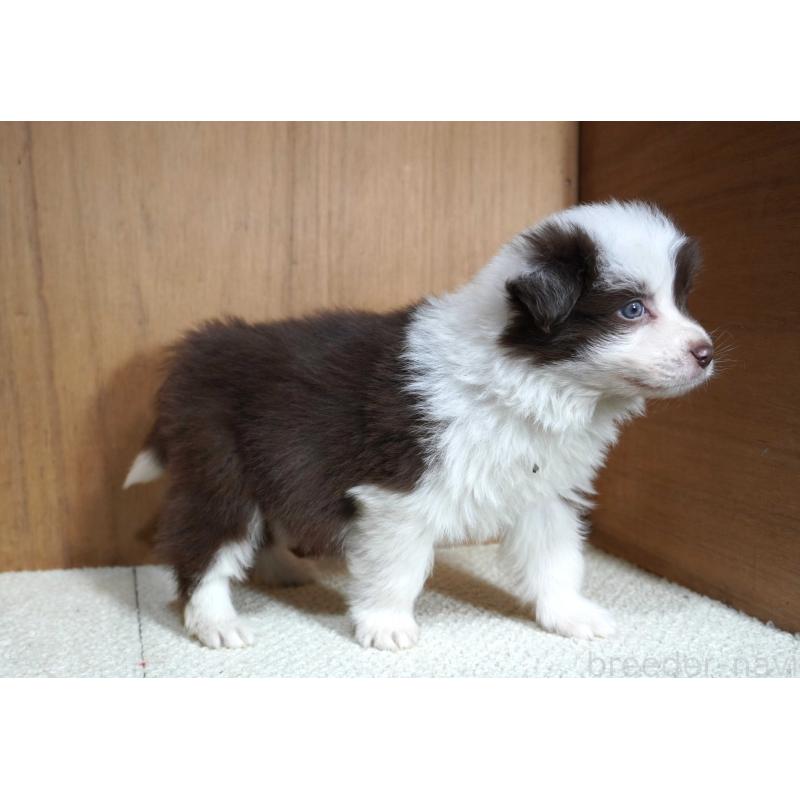 販売中の栃木県のボーダーコリー-442163の3枚目