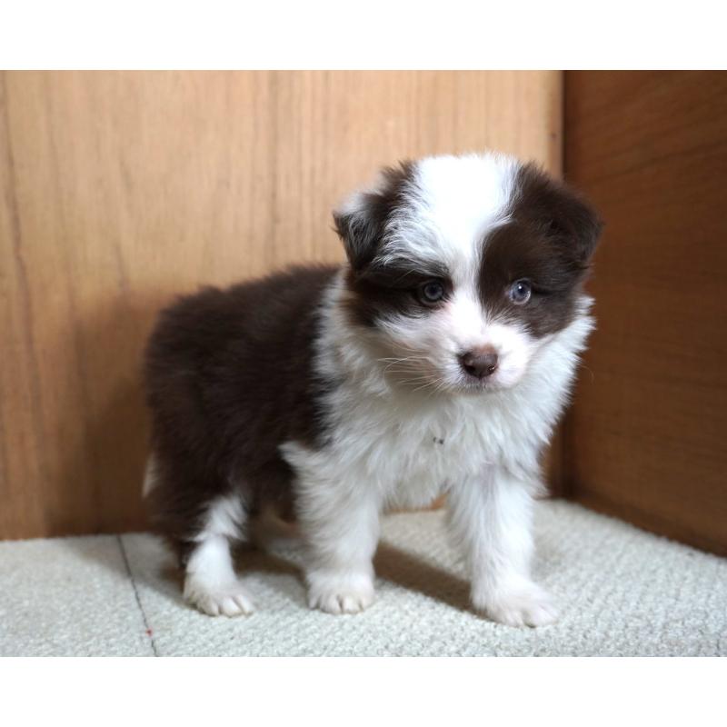 販売中の栃木県のボーダーコリー-442163の2枚目