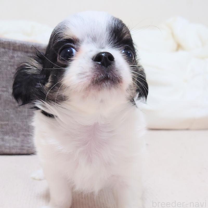 販売中の大阪府のチワワ(ロングコート)-436688の12枚目