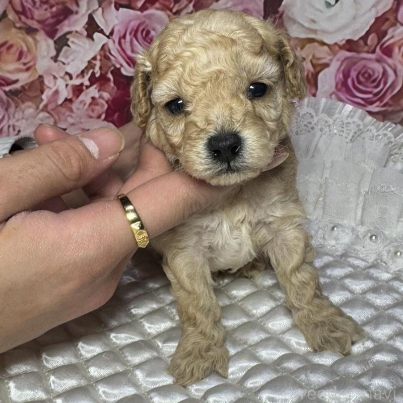 販売中の広島県のタイニープードル-442164の1枚目