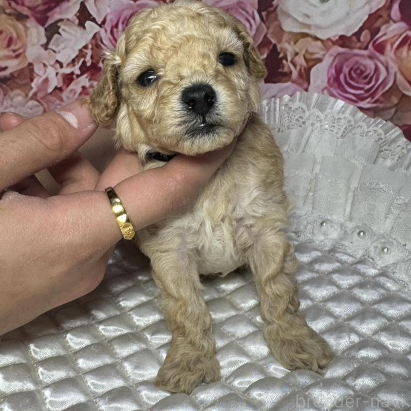 販売中の広島県のタイニープードル-442164の4枚目