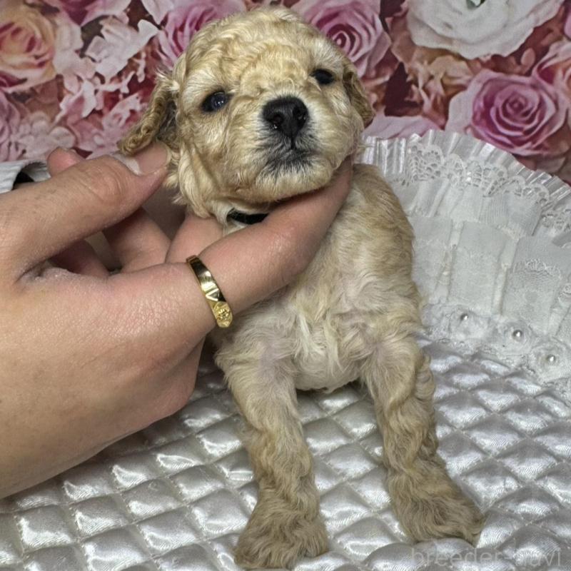 販売中の広島県のタイニープードル-442164の2枚目