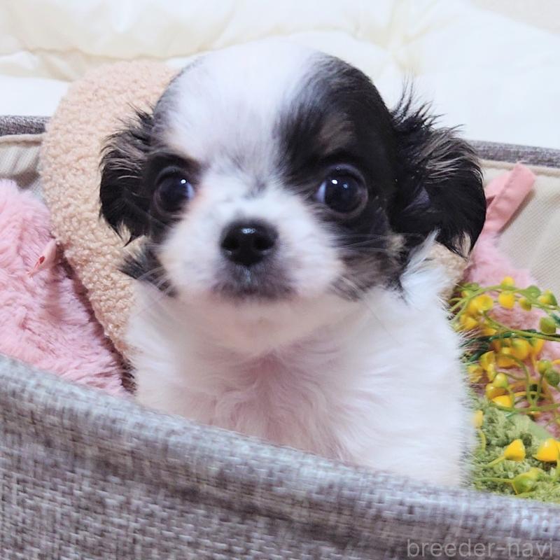 販売中の大阪府のチワワ(ロングコート)-436688