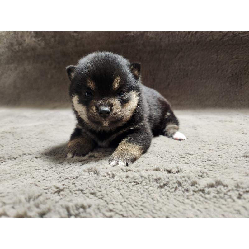 販売中の熊本県の豆柴-442165の4枚目