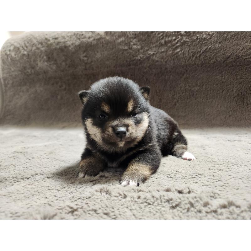 販売中の熊本県の豆柴-442165の3枚目