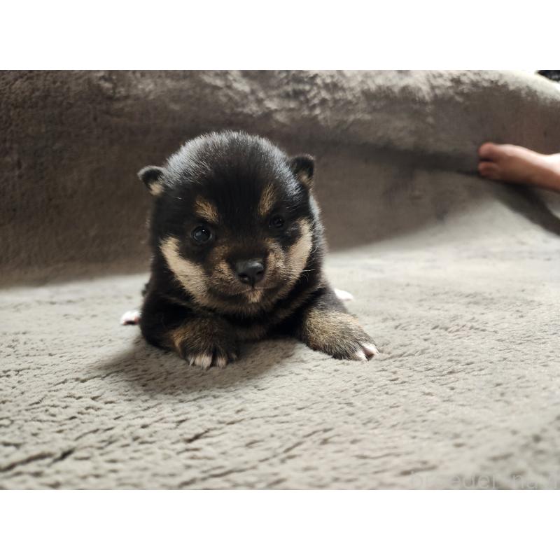 販売中の熊本県の豆柴-442165の2枚目