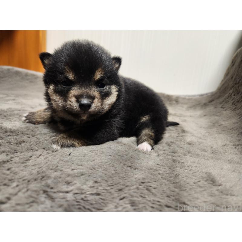 販売中の熊本県の豆柴-442165の1枚目