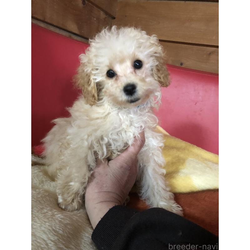 販売中の兵庫県のトイプードル-437676