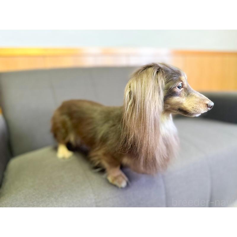 販売中の愛知県のカニンヘンダックスフンド(ロングヘアード)-442166の4枚目