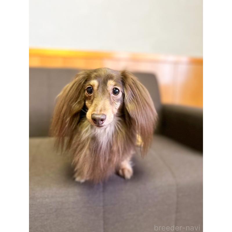 販売中の愛知県のカニンヘンダックスフンド(ロングヘアード)-442166の3枚目