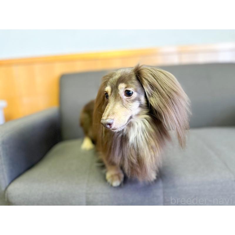 販売中の愛知県のカニンヘンダックスフンド(ロングヘアード)-442166の2枚目