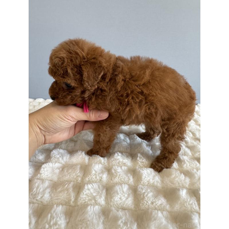 販売中の徳島県のティーカッププードル-442167の8枚目