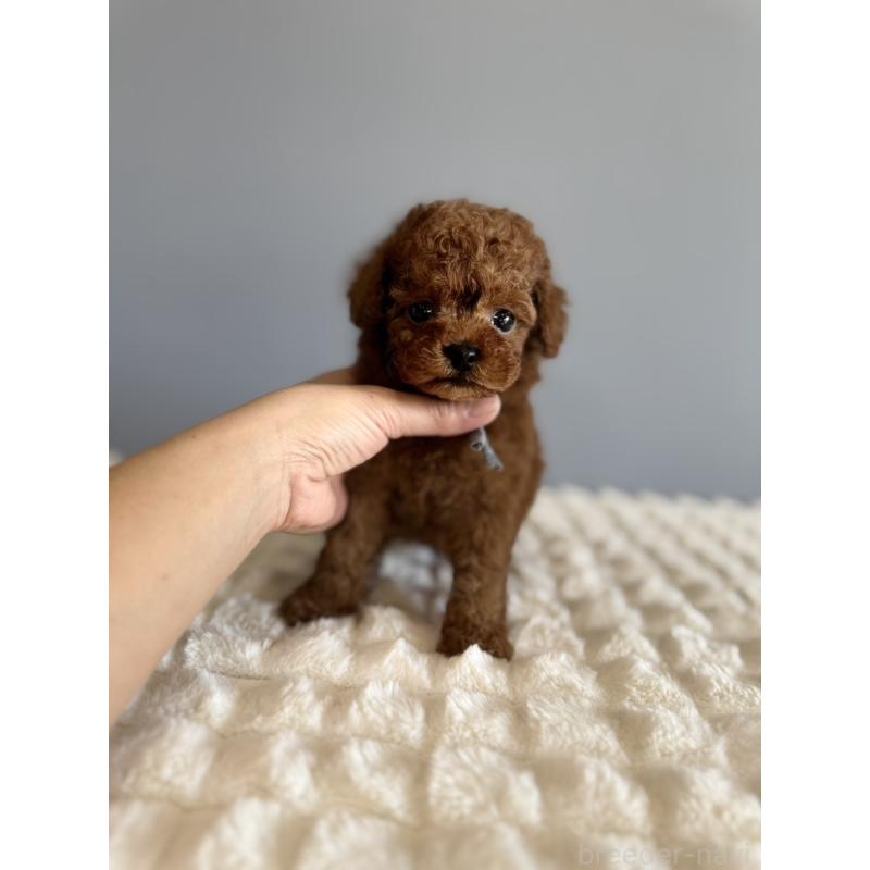 販売中の徳島県のティーカッププードル-442167の7枚目