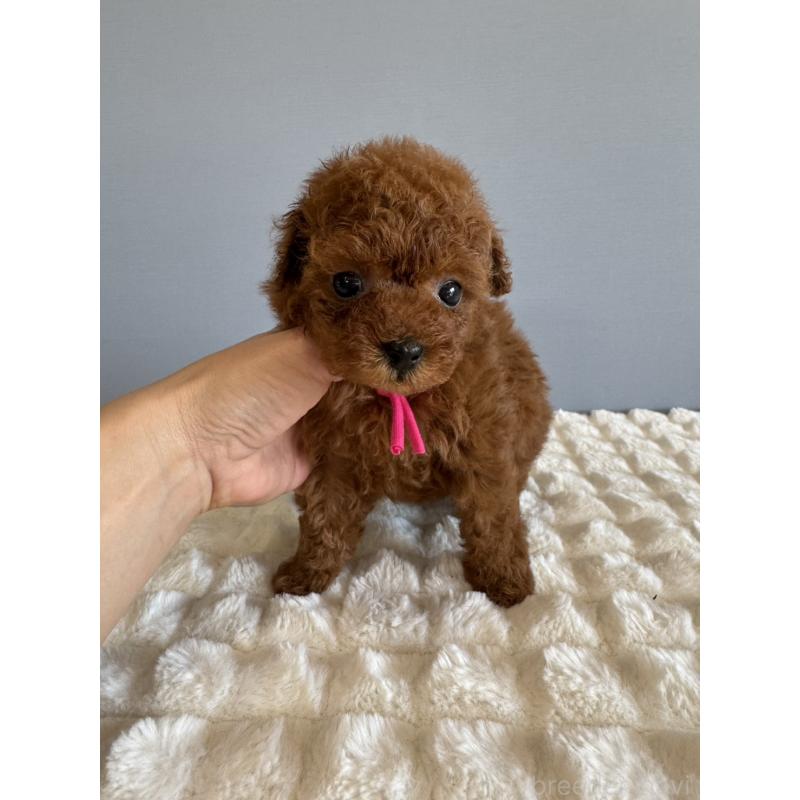 販売中の徳島県のティーカッププードル-442167の6枚目