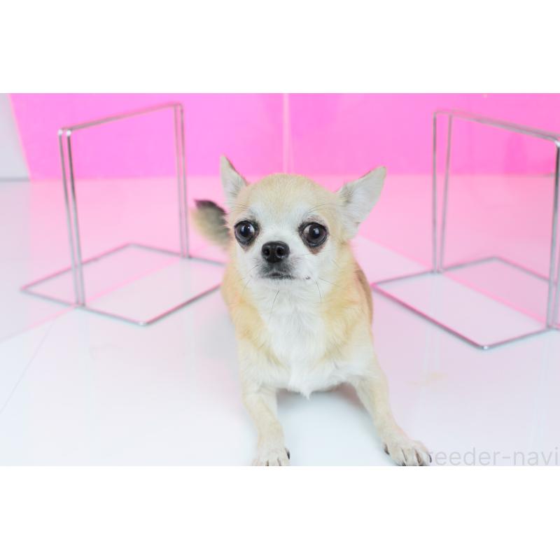 販売中の愛知県のチワワ(スムースコート)-442168の7枚目