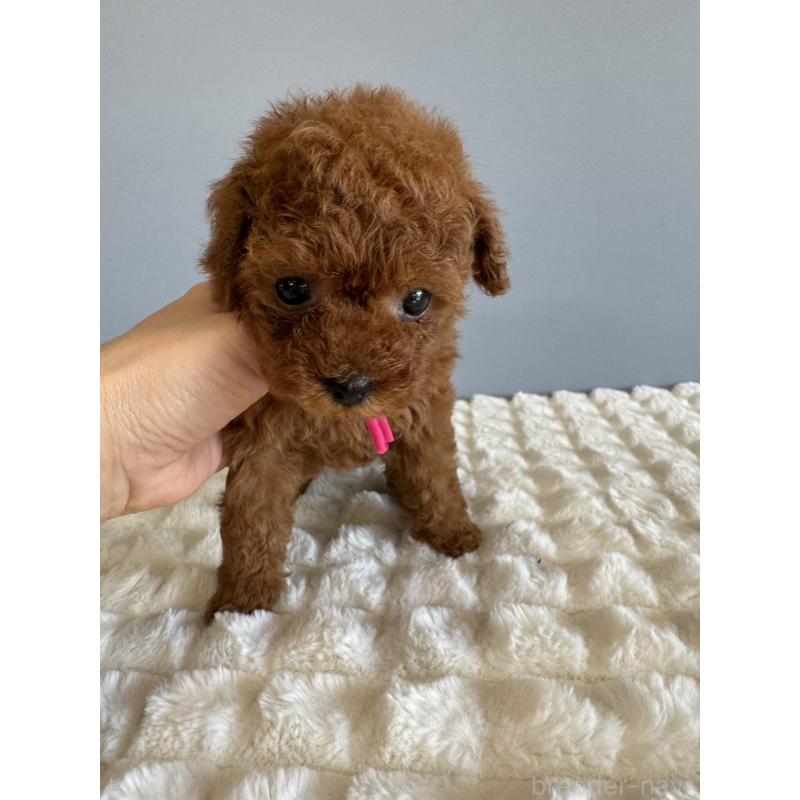 販売中の徳島県のティーカッププードル-442167の5枚目