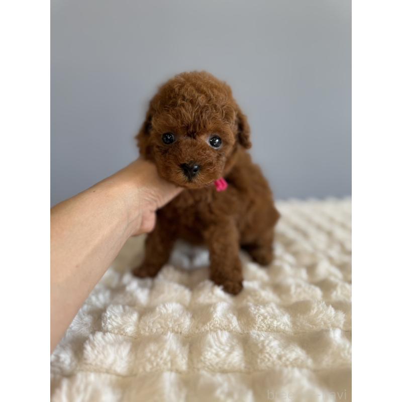 販売中の徳島県のティーカッププードル-442167の4枚目