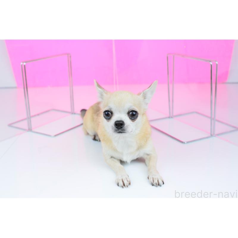 販売中の愛知県のチワワ(スムースコート)-442168の4枚目