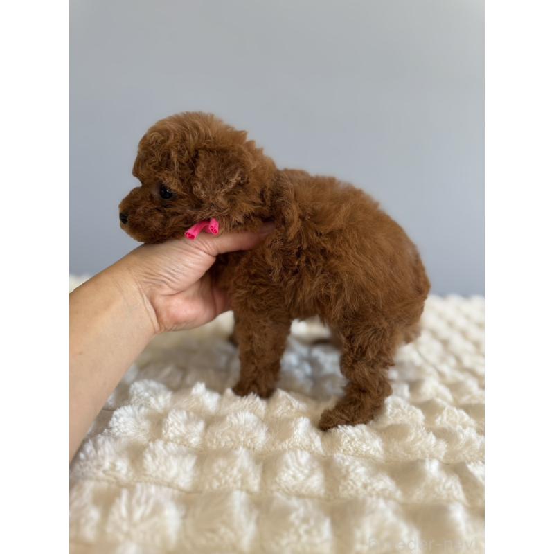 販売中の徳島県のティーカッププードル-442167の3枚目