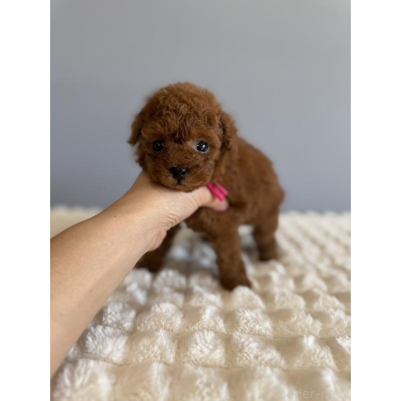 販売中の徳島県のティーカッププードル-442167の2枚目