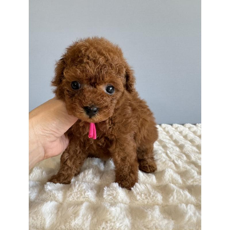 販売中の徳島県のティーカッププードル-442167