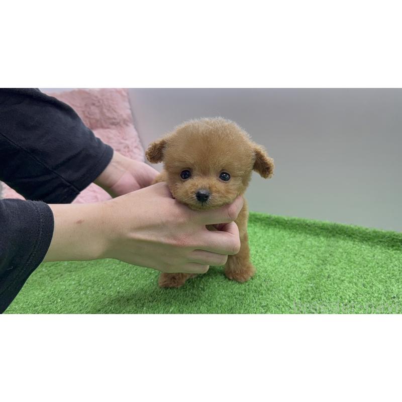 販売中の新潟県のティーカッププードル-442114の3枚目