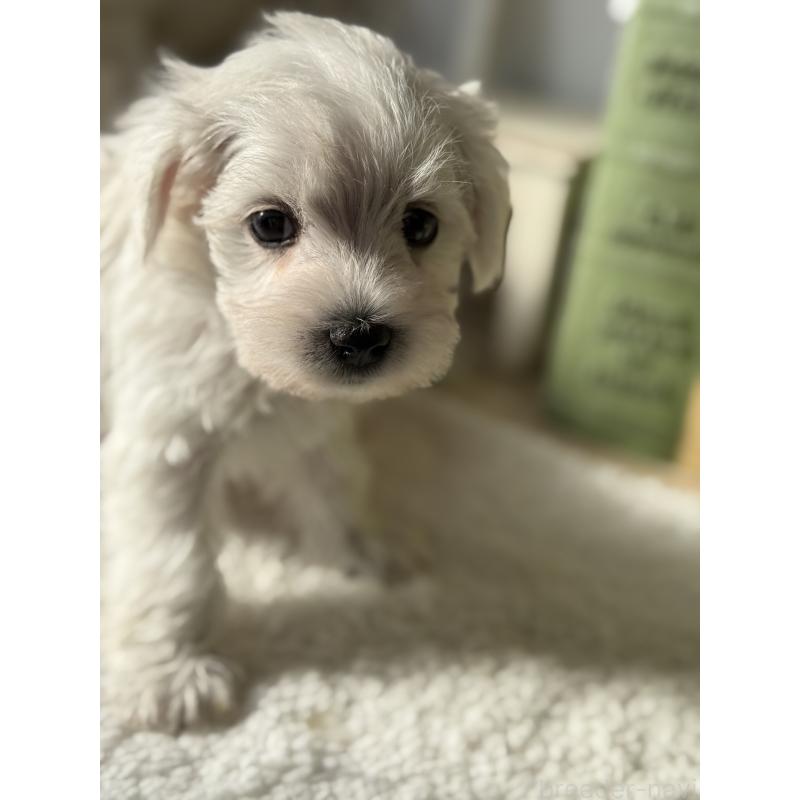 販売中の宮崎県のミックス犬-442428の7枚目