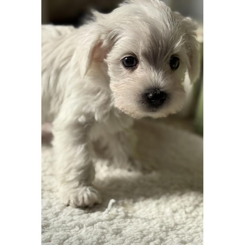 販売中の宮崎県のミックス犬-442428の6枚目