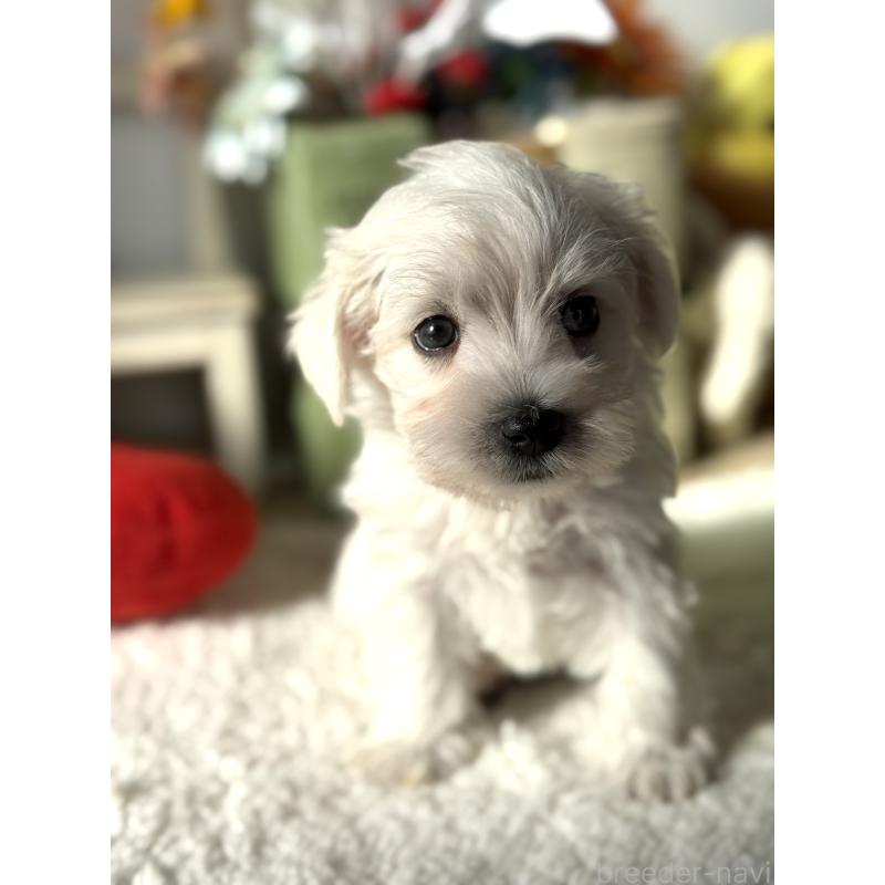 販売中の宮崎県のミックス犬-442428の5枚目