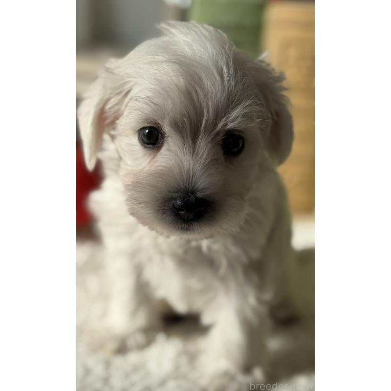 販売中の宮崎県のミックス犬-442428の4枚目