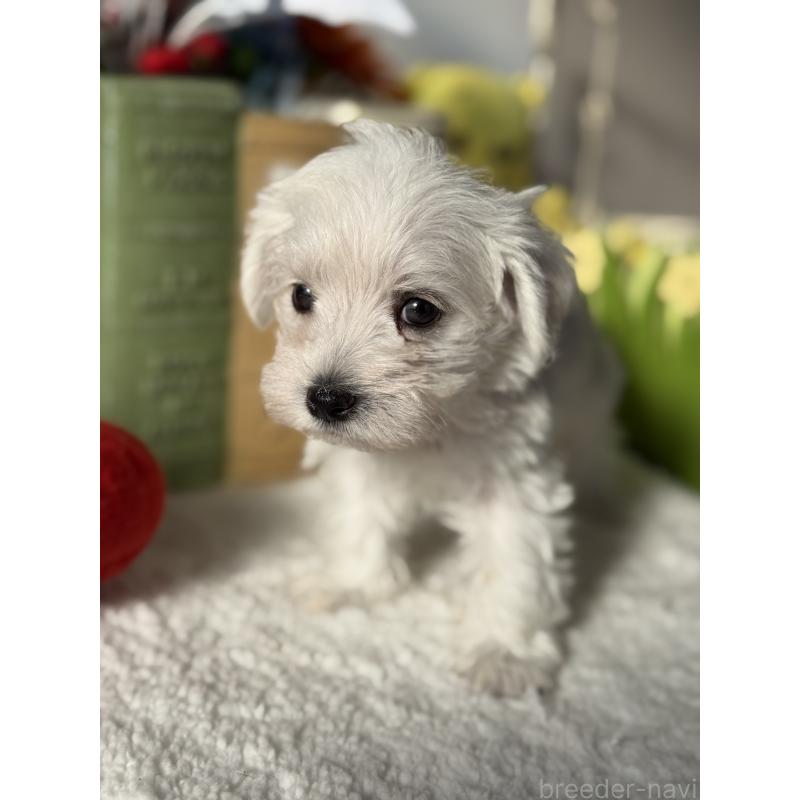 販売中の宮崎県のミックス犬-442428の3枚目