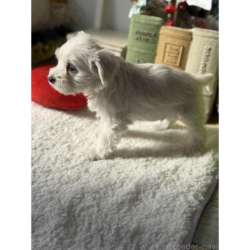 販売中の宮崎県のミックス犬-442428の2枚目